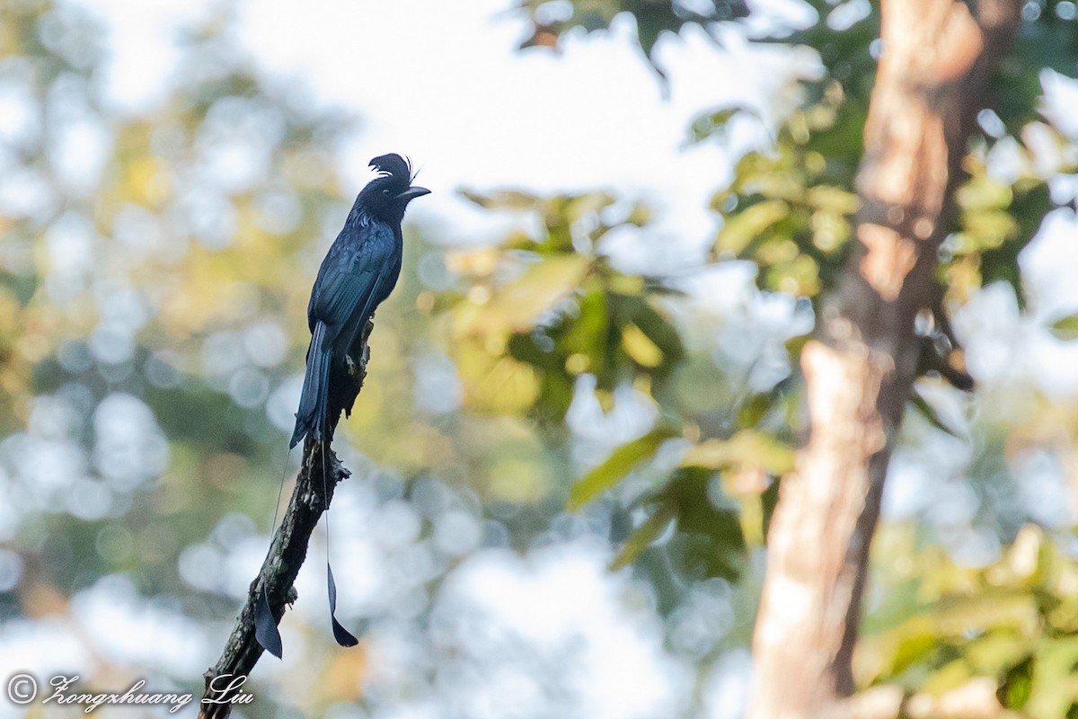 Greater Racket-tailed Drongo - ML613523066