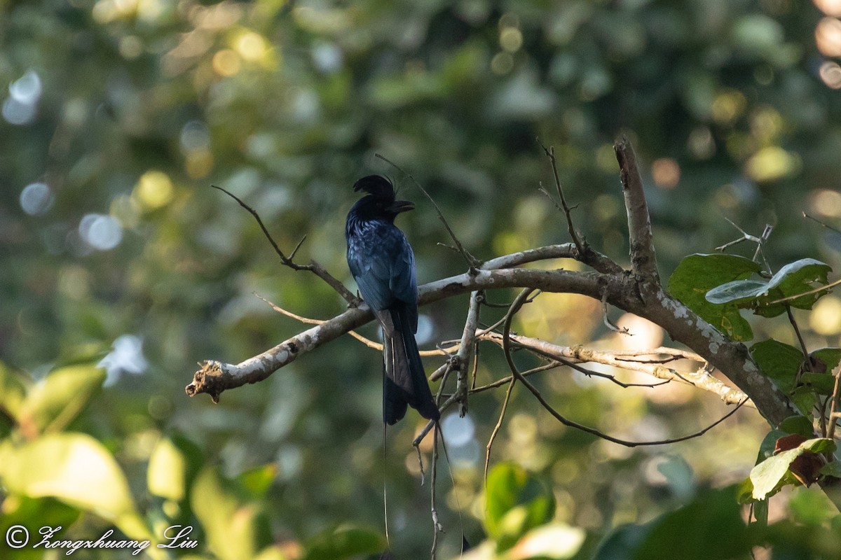 Greater Racket-tailed Drongo - ML613523067