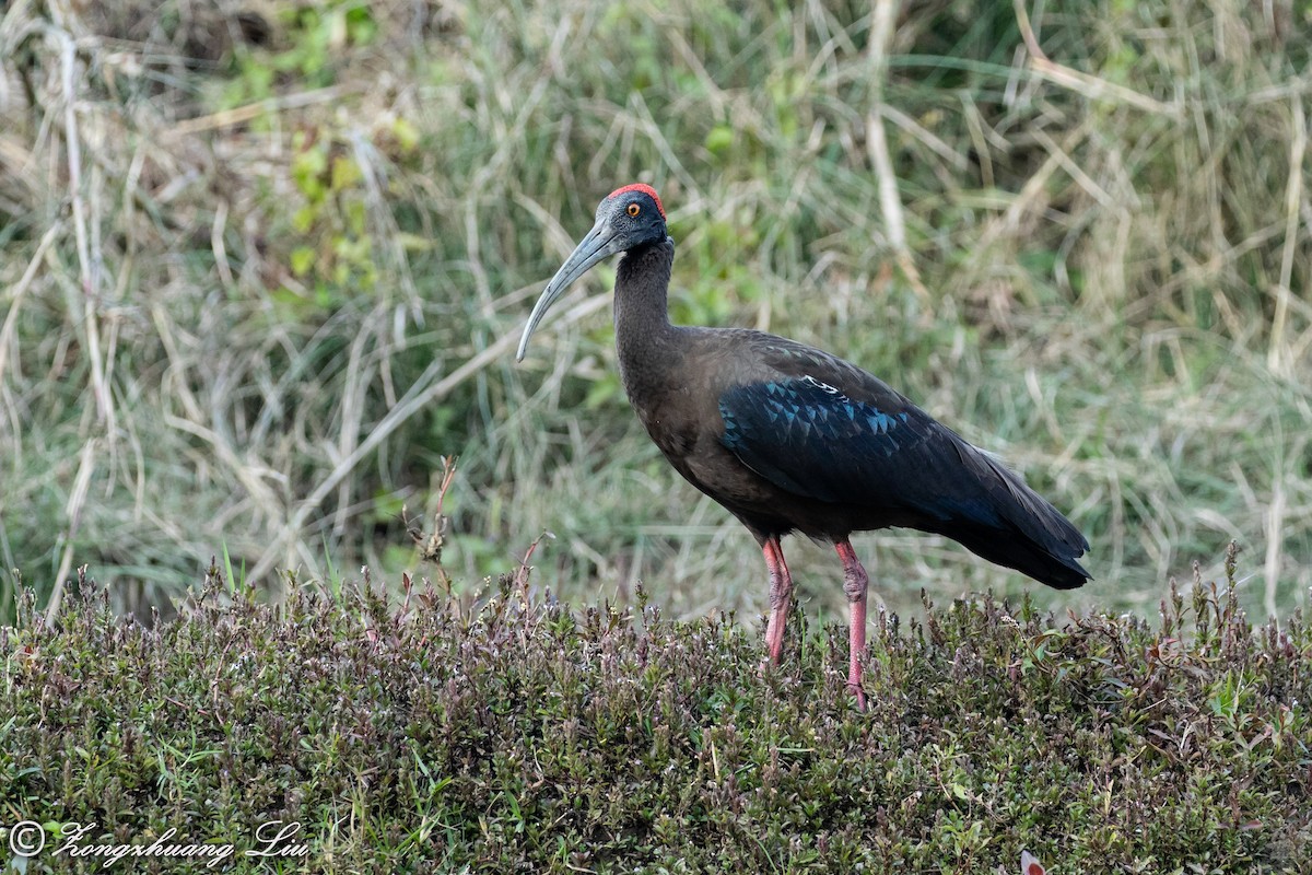 ibis bradavičnatý - ML613523128