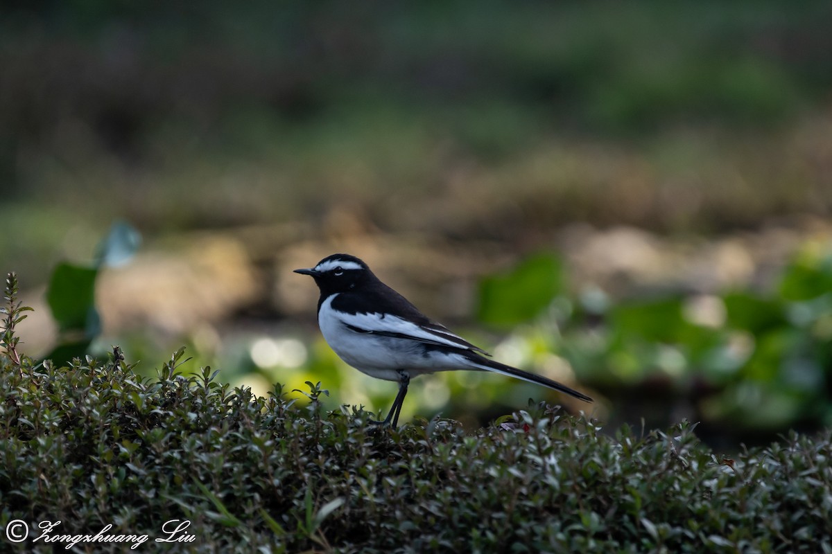 White-browed Wagtail - ML613523143