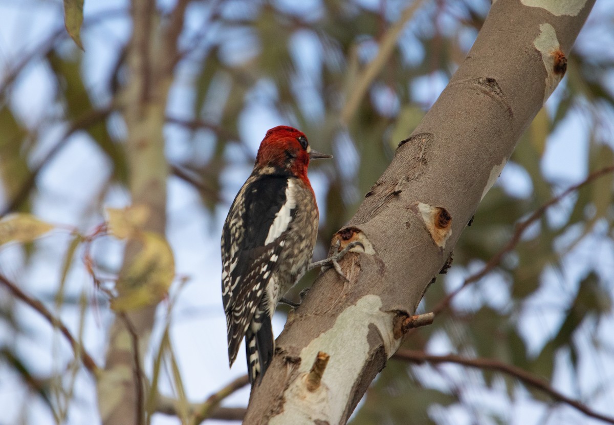 Red-breasted Sapsucker - ML613523174