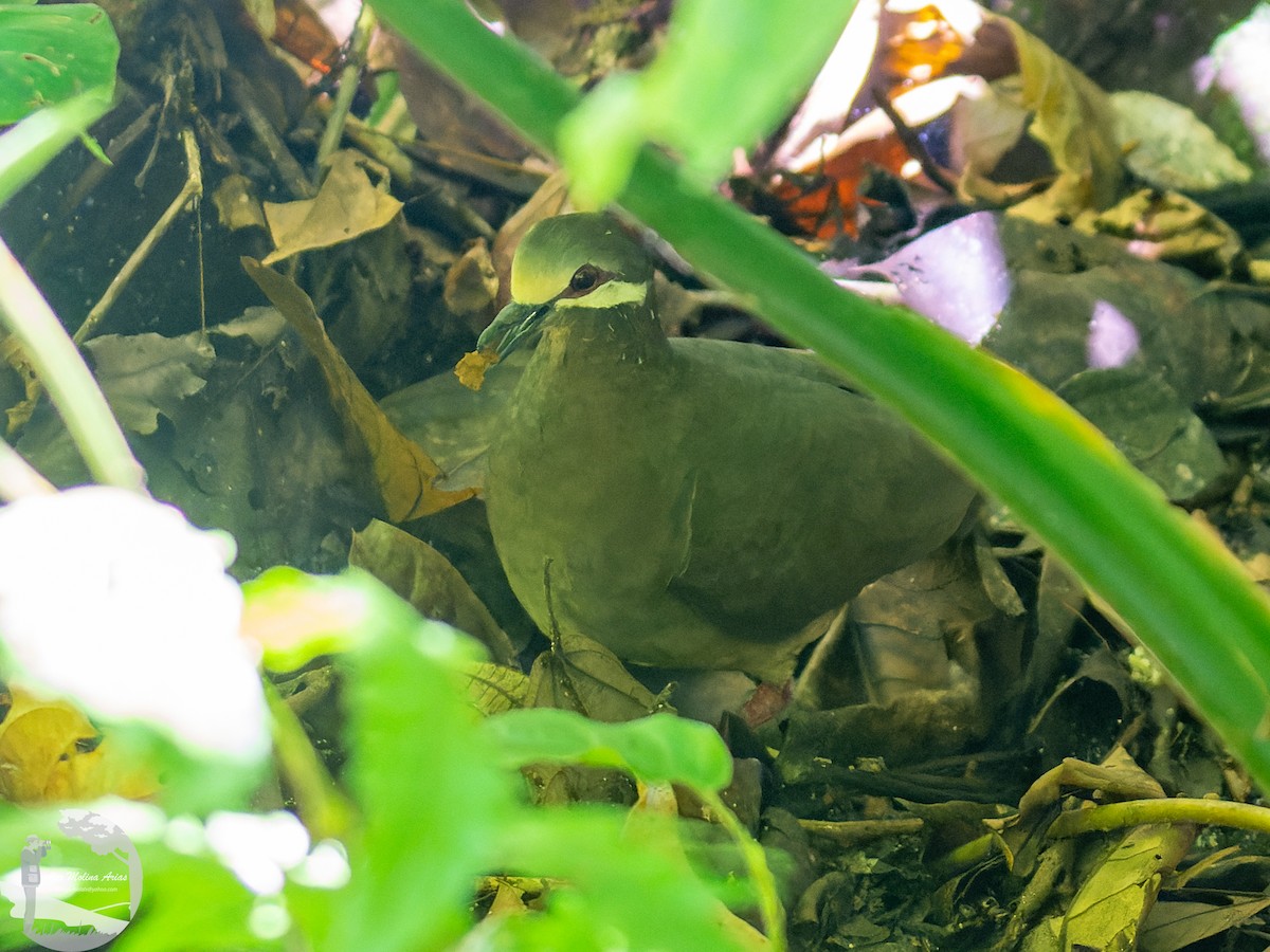 holub olivohřbetý - ML613523257