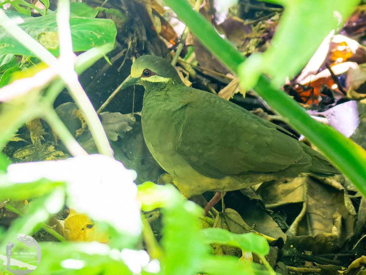 holub olivohřbetý - ML613523258