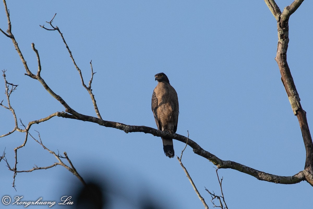 Crested Serpent-Eagle - ML613523291