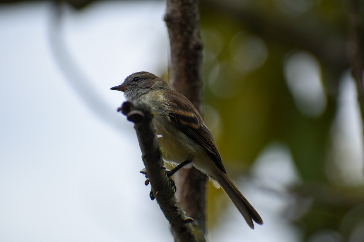 Northern Mouse-colored Tyrannulet - ML613523673