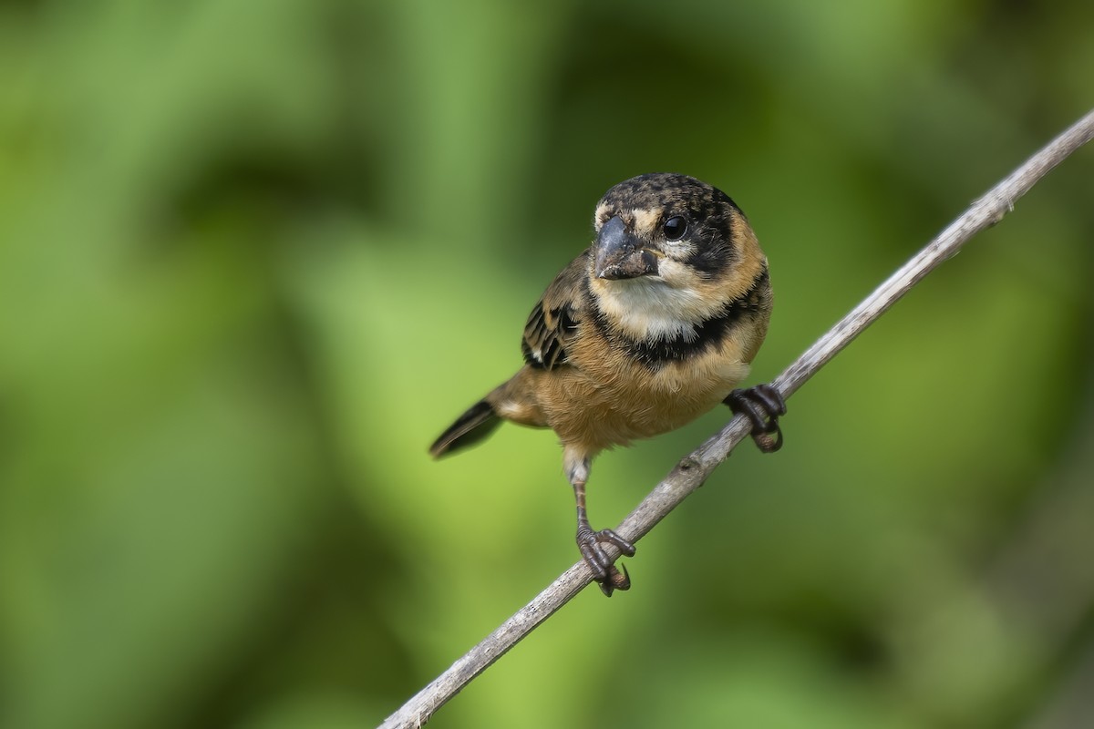 Rusty-collared Seedeater - ML613523892