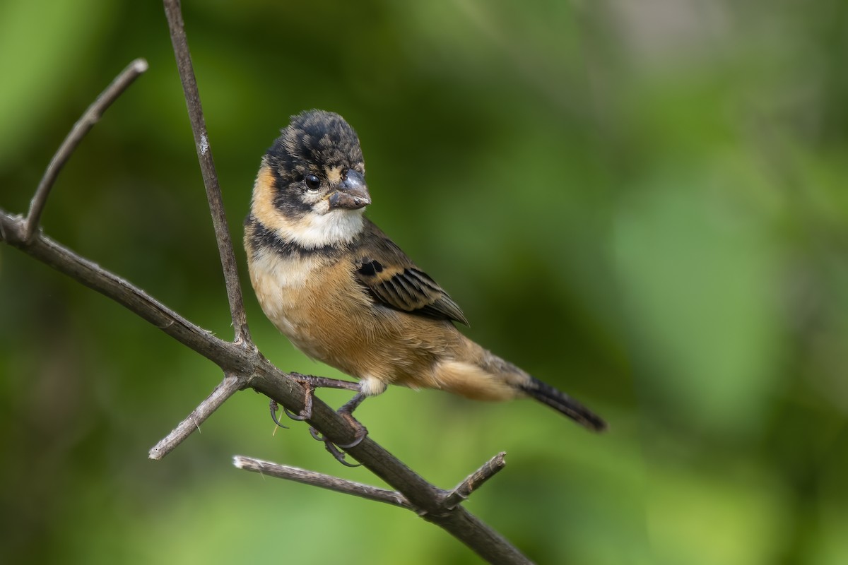 Rusty-collared Seedeater - ML613523894