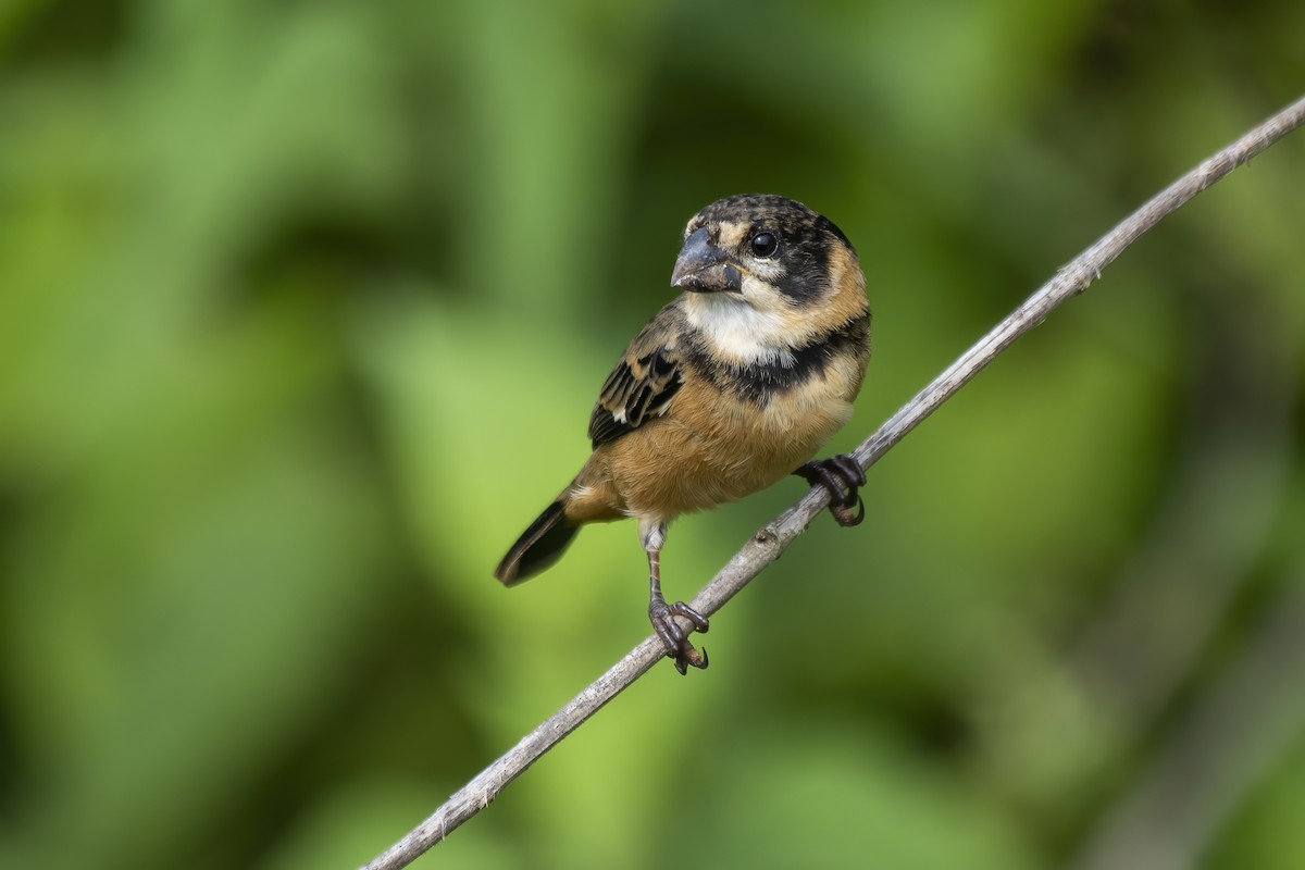 Rusty-collared Seedeater - ML613523895