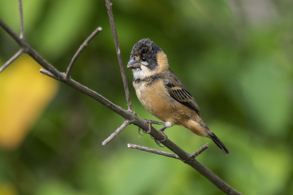 Rusty-collared Seedeater - ML613523897