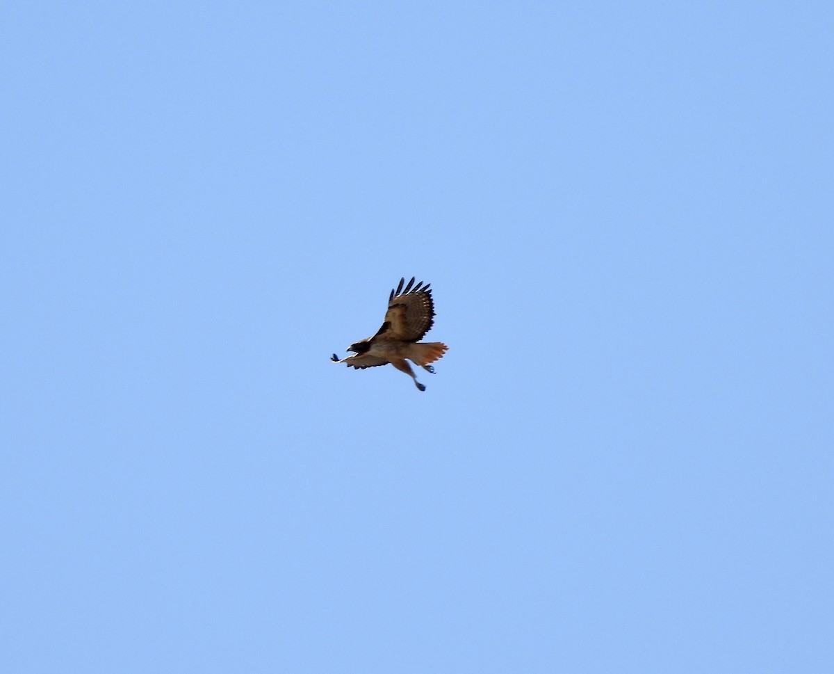 Red-tailed Hawk - ML613523991