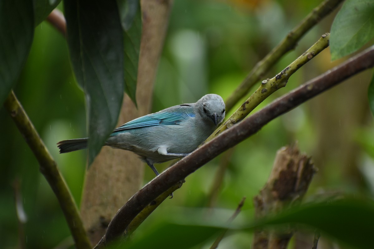 Blue-gray Tanager - ML613524289