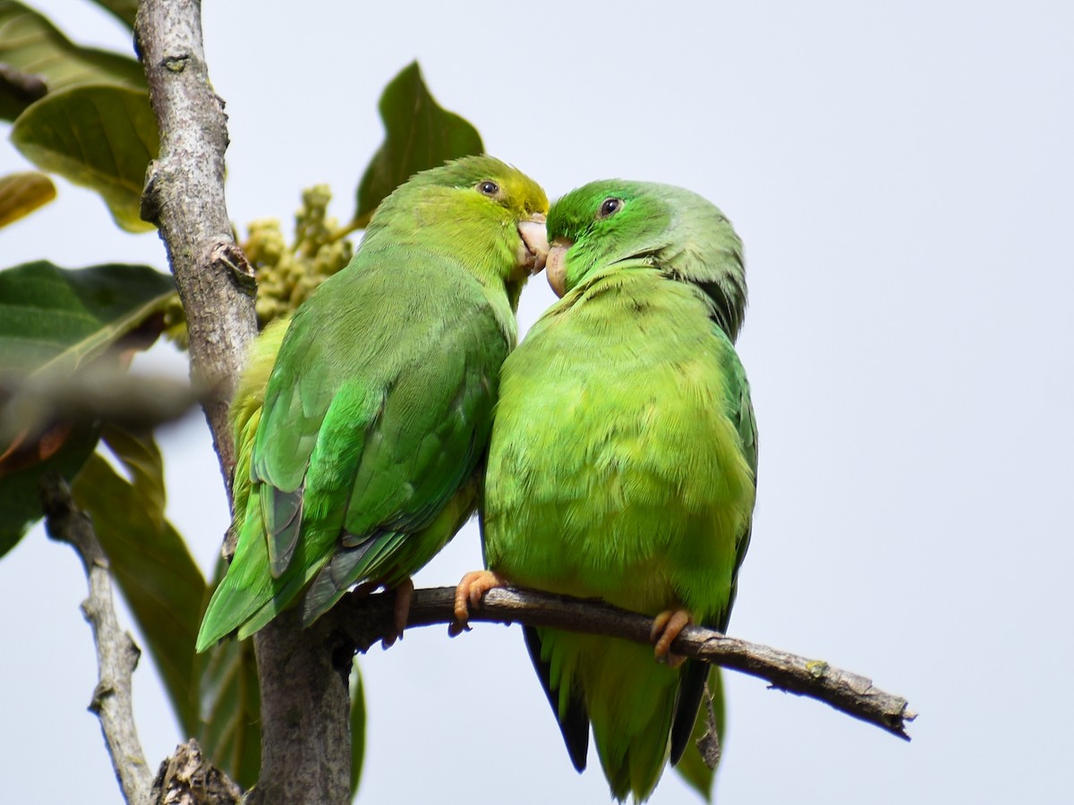 Yeşil Sokumlu Serçe Papağanı - ML613524379