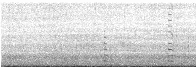 Kopetazuri arrunta - ML613524481