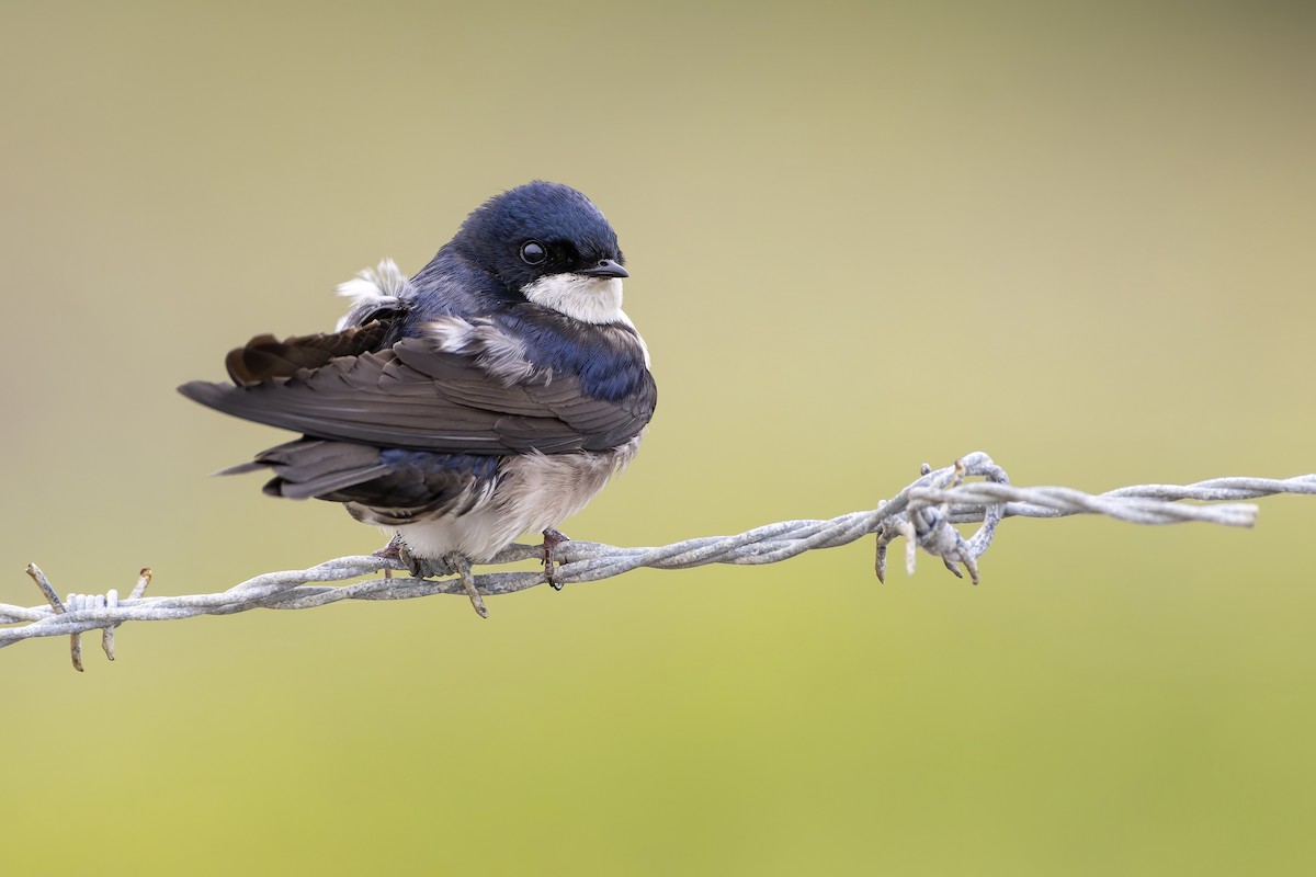 Blue-and-white Swallow - ML613524700
