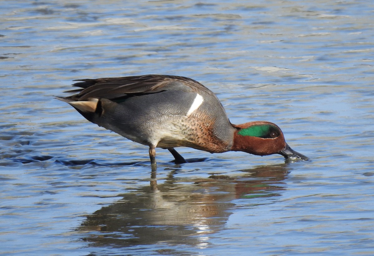 Green-winged Teal - ML613524991
