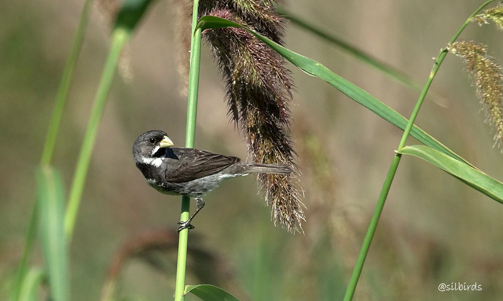 Double-collared Seedeater - ML613525207
