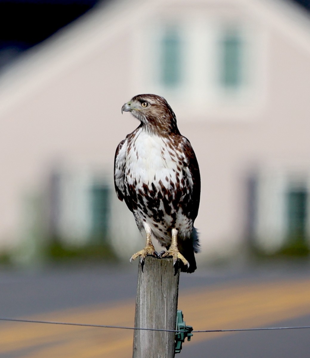 Red-tailed Hawk - Lori White