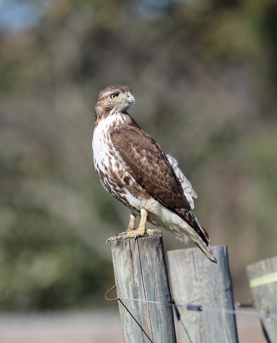 Red-tailed Hawk - ML613525324