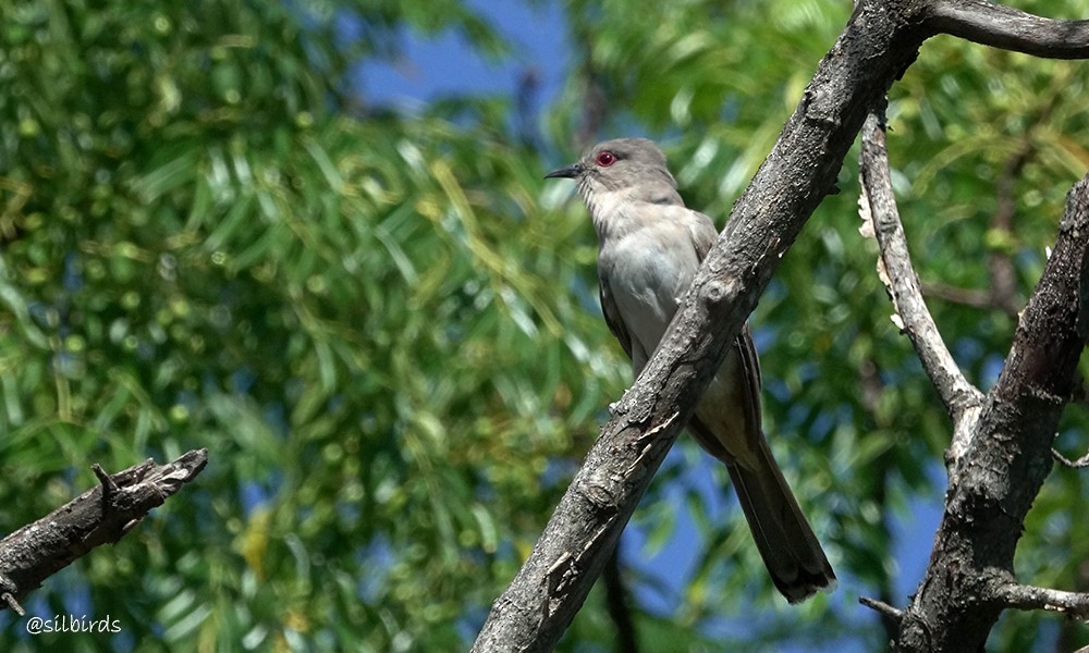 Ash-colored Cuckoo - ML613525347