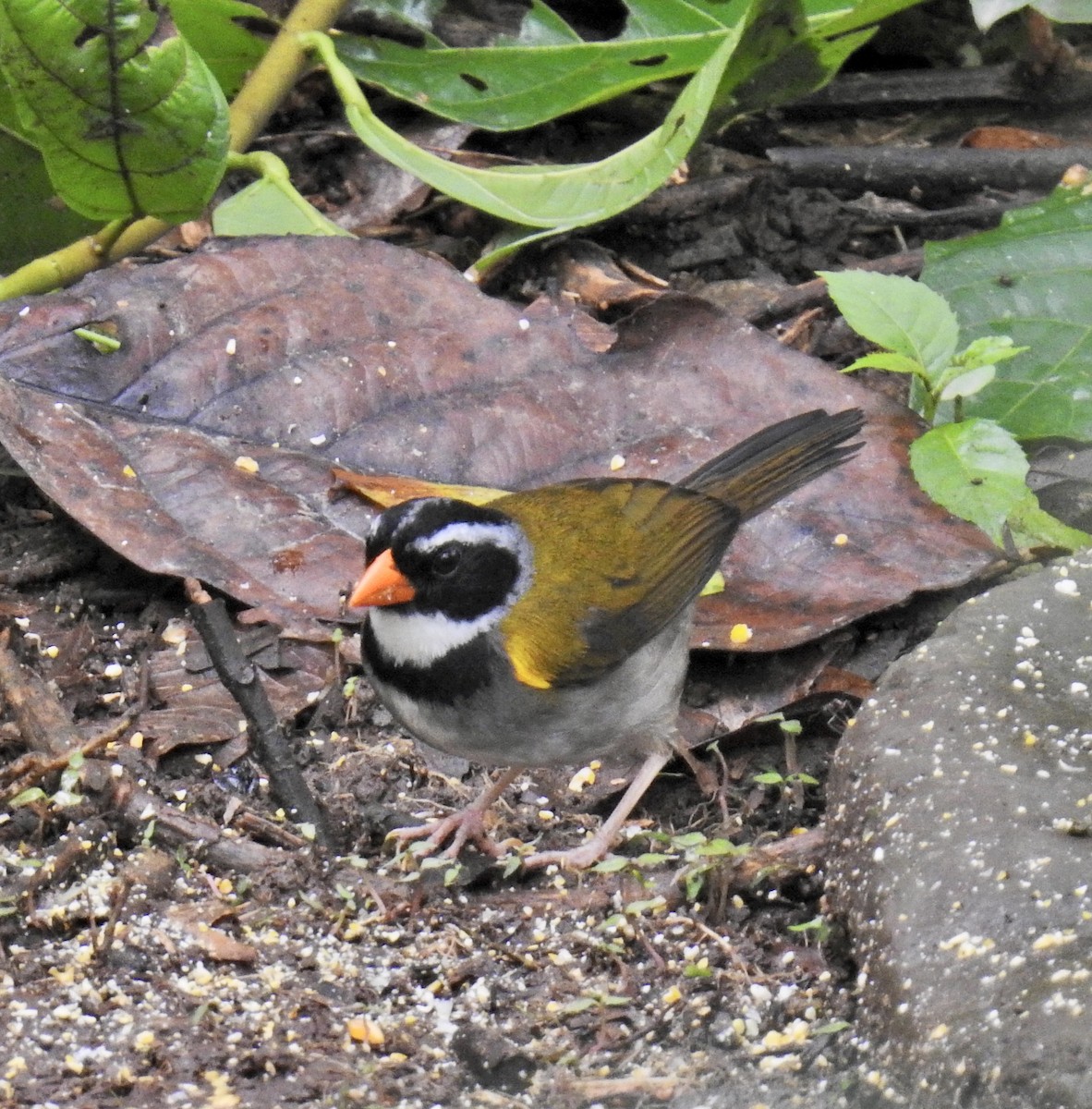 Orange-billed Sparrow - ML613525366
