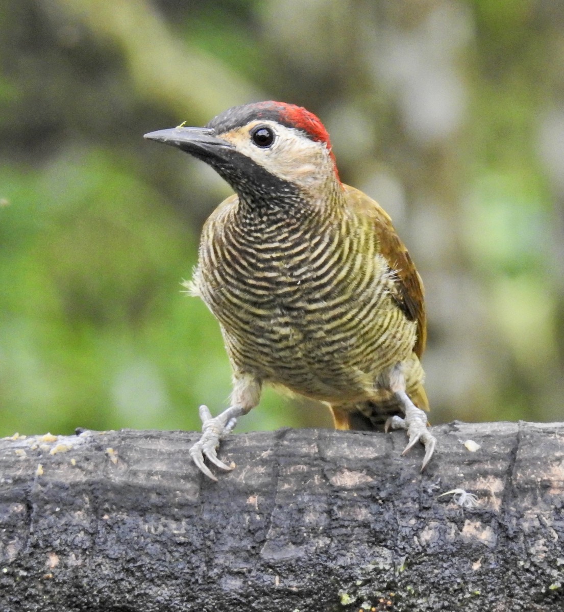 Golden-olive Woodpecker - Barb eastman