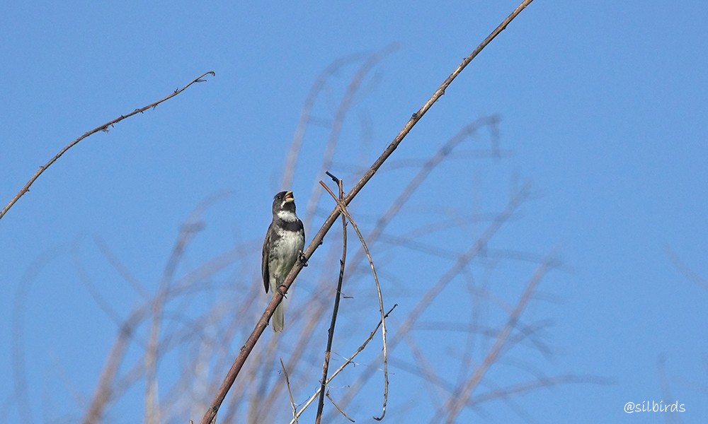 Double-collared Seedeater - ML613525477