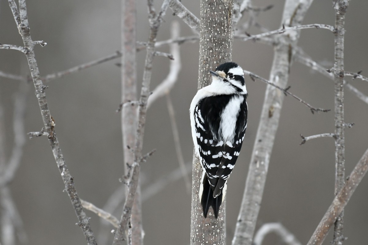 Downy Woodpecker (Eastern) - ML613525547