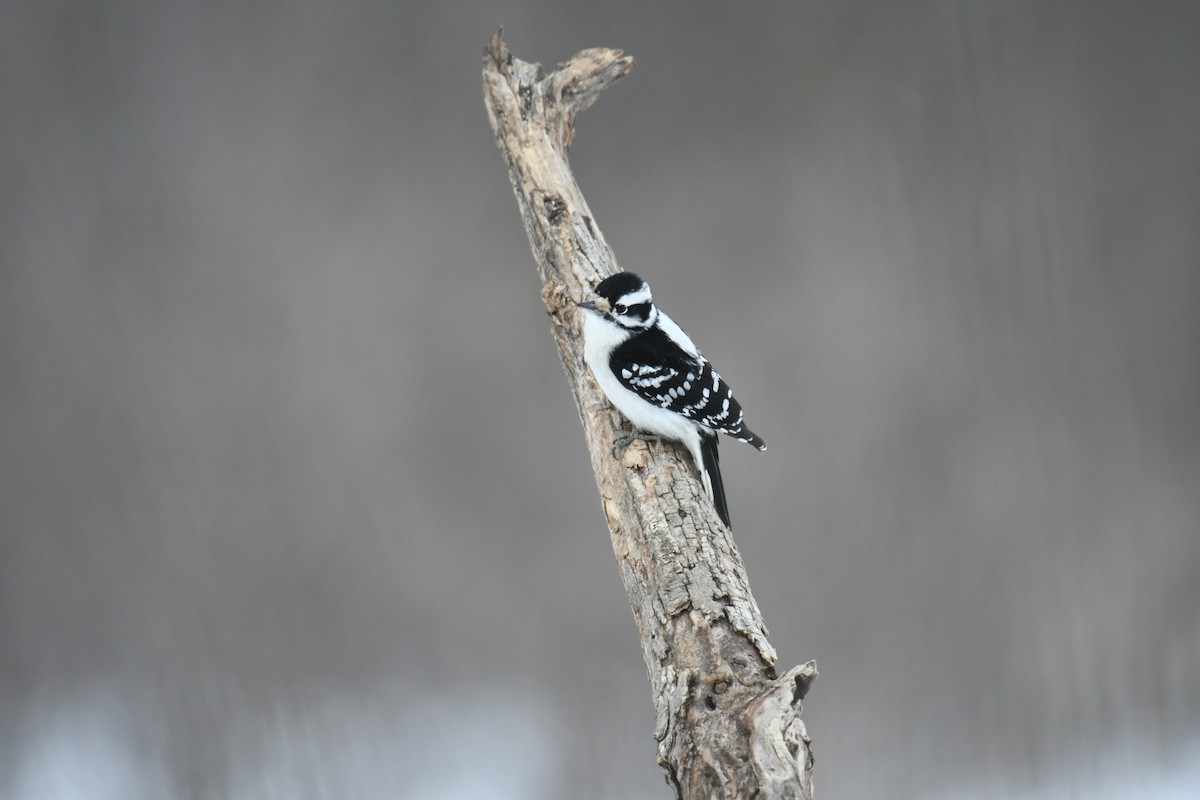 Downy Woodpecker (Eastern) - ML613525548