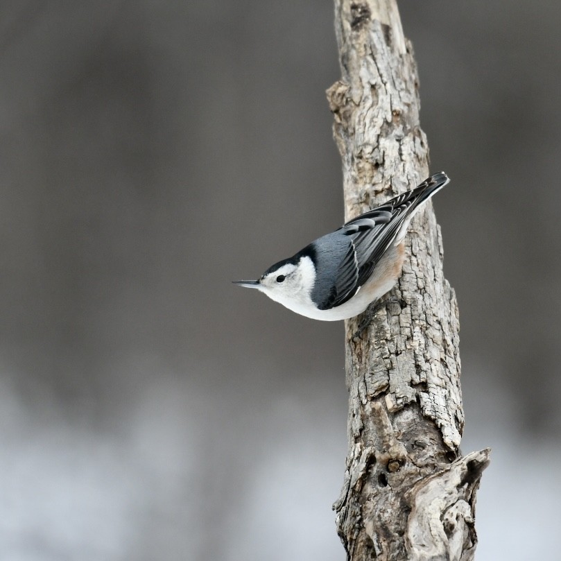 White-breasted Nuthatch (Eastern) - Heather Pickard