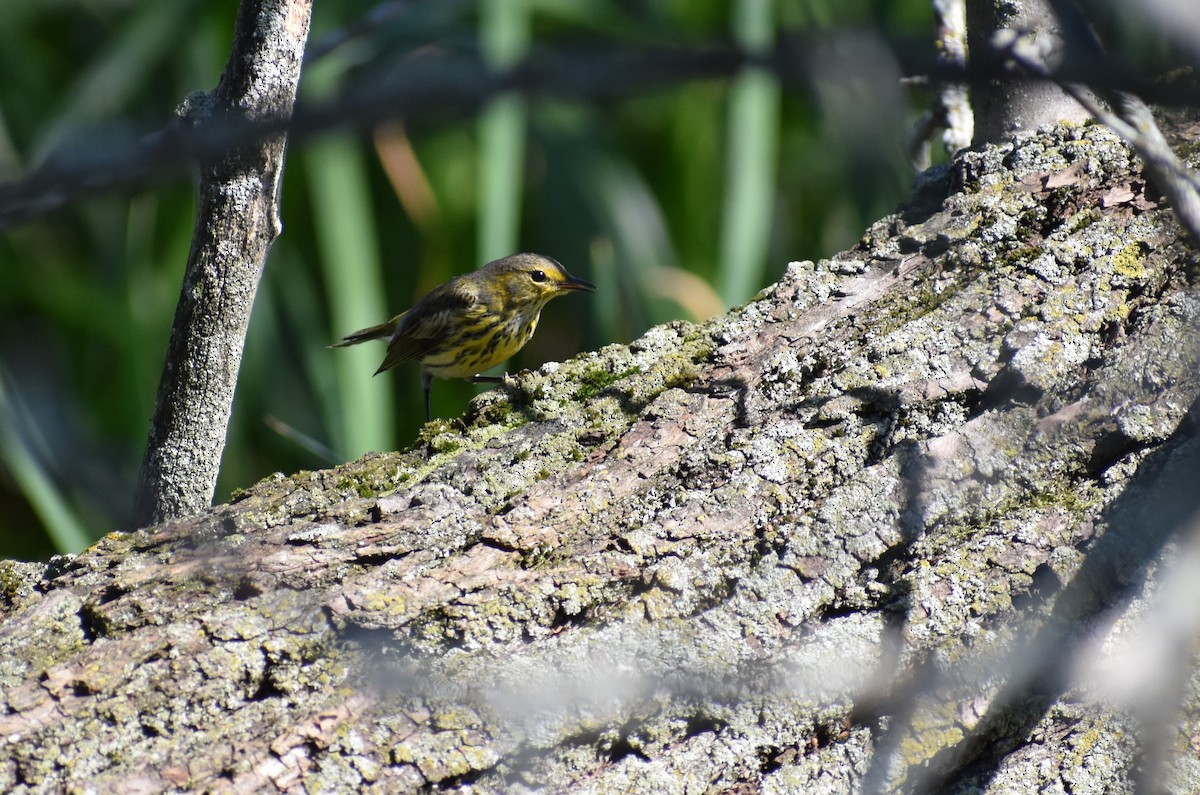 Cape May Warbler - ML613525657