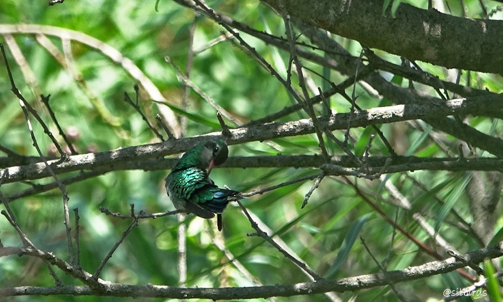 kolibřík lesklobřichý - ML613525692