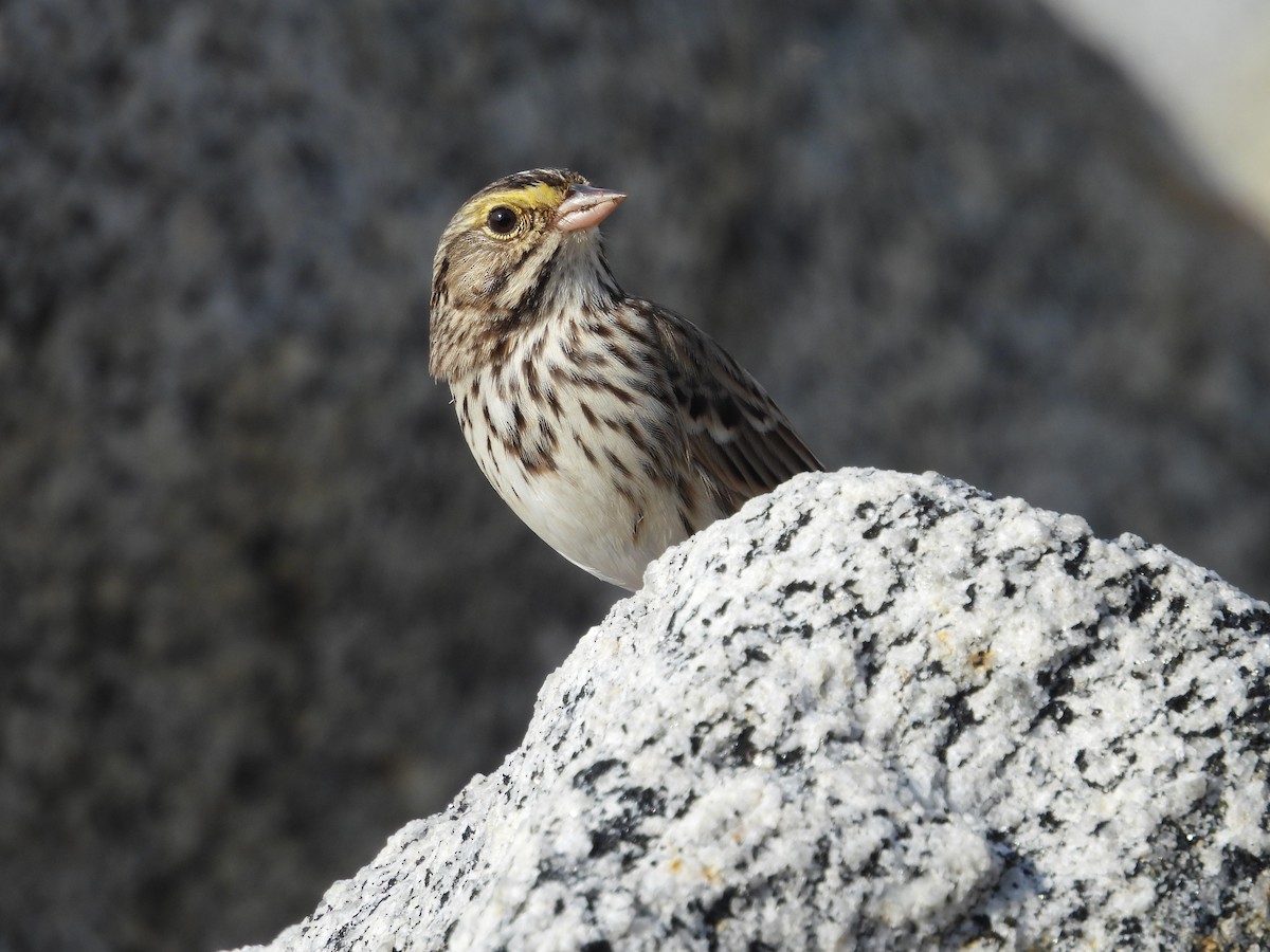 Savannah Sparrow - ML613525737