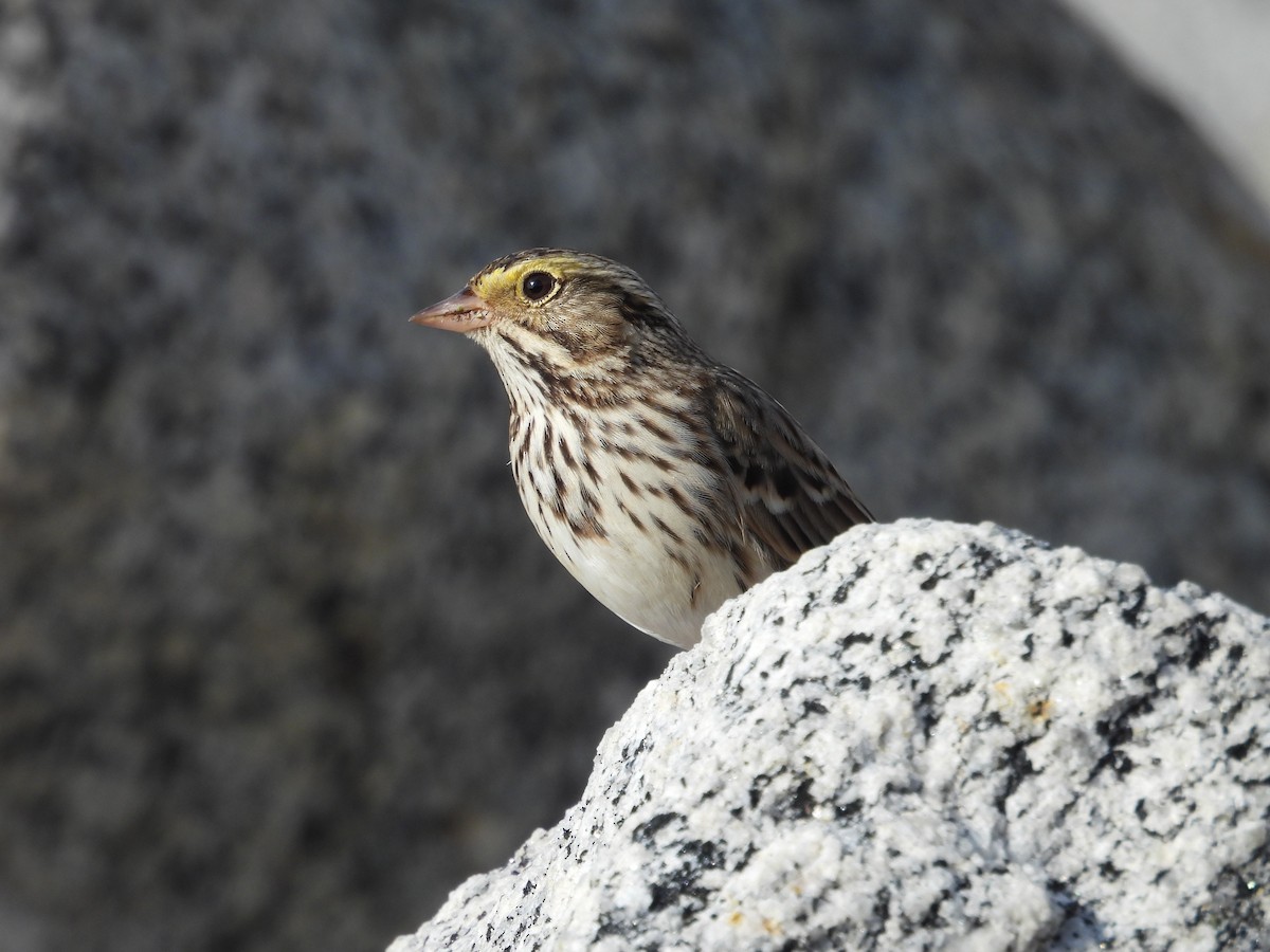 Savannah Sparrow - ML613525738