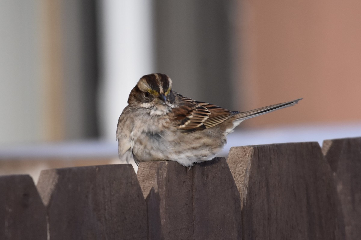White-throated Sparrow - ML613525960