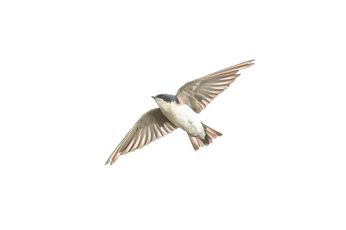 Chilean Swallow - Mac Aragon