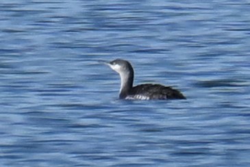 Red-throated Loon - ML613526039