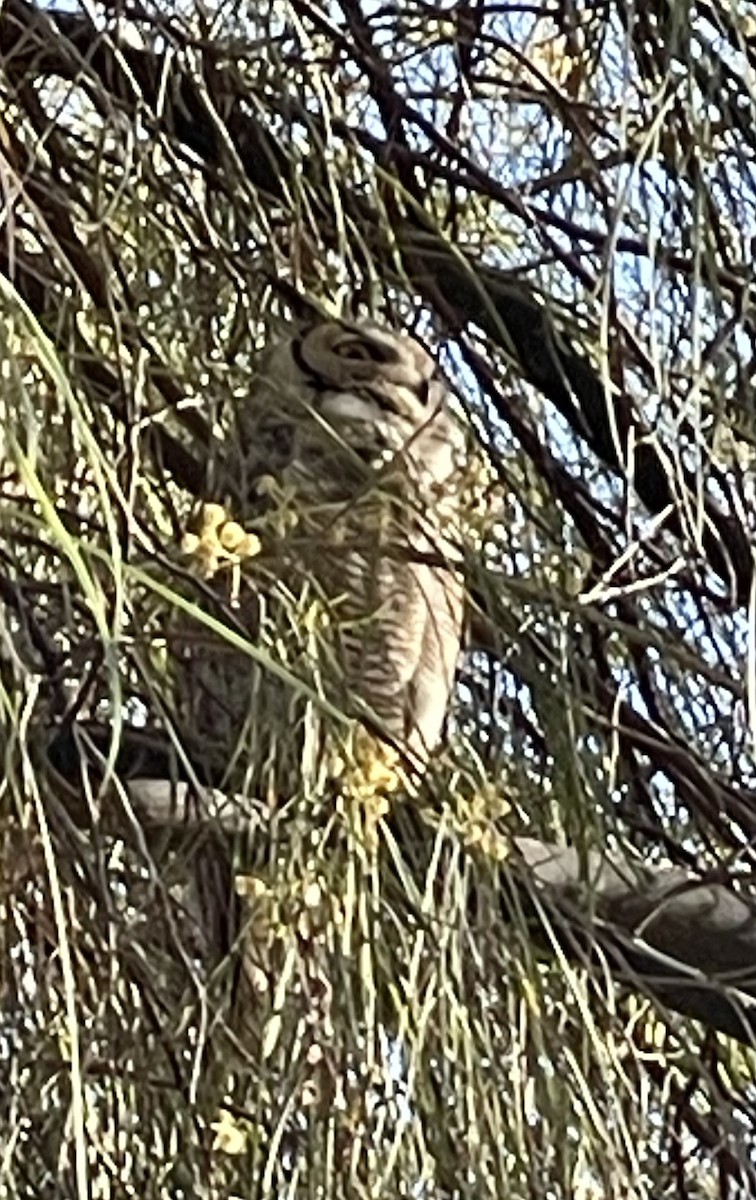 Great Horned Owl - ML613526246