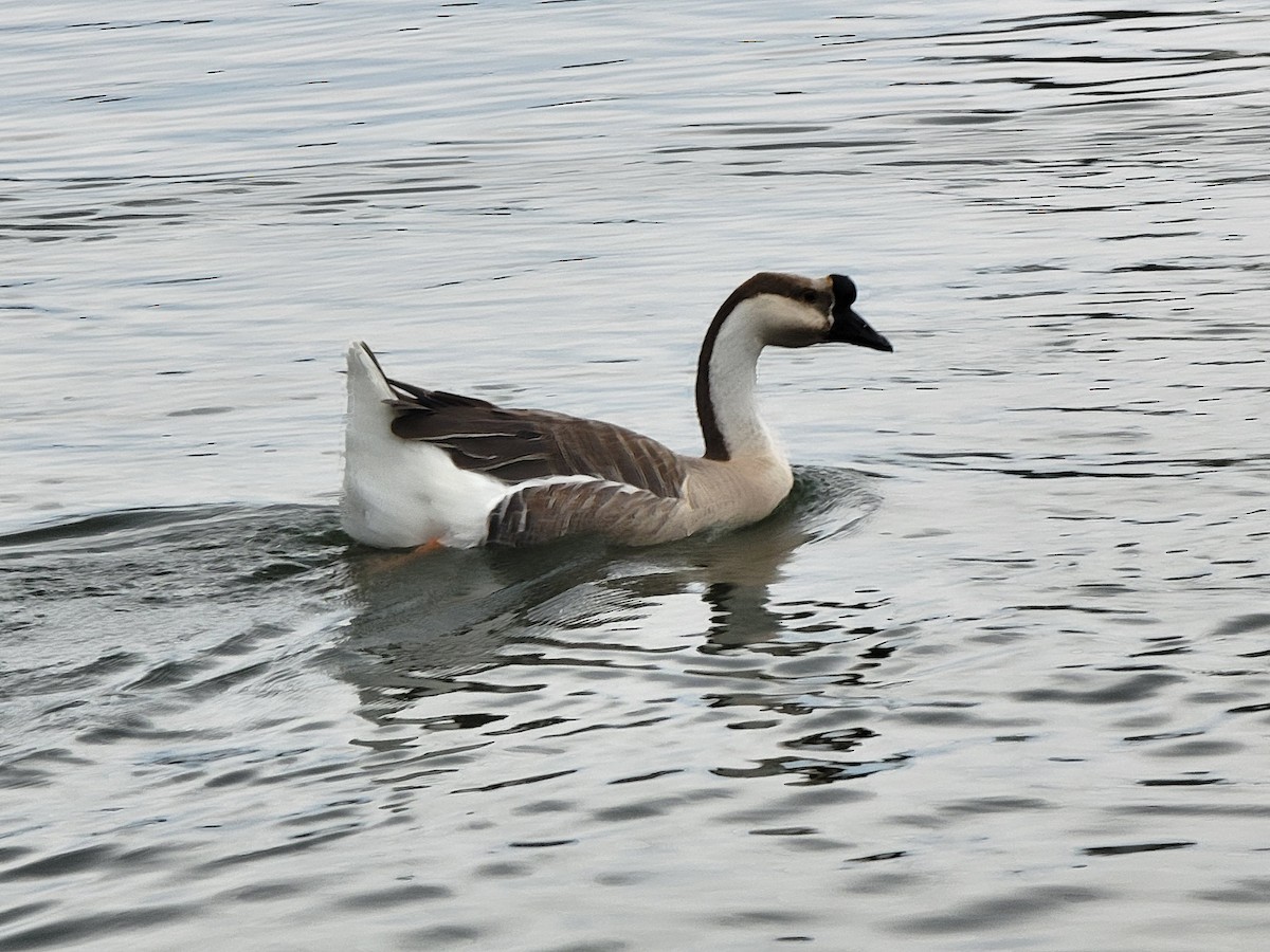 eBird Checklist 14 Jan 2024 Lake Morton 17 species