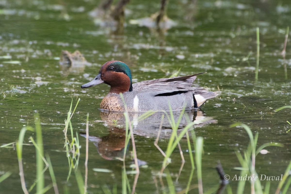 Green-winged Teal - Andrée Duval