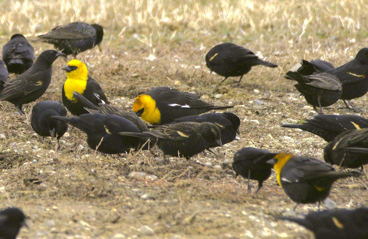 Yellow-headed Blackbird - ML613526586