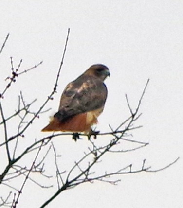 Red-tailed Hawk - ML613526701