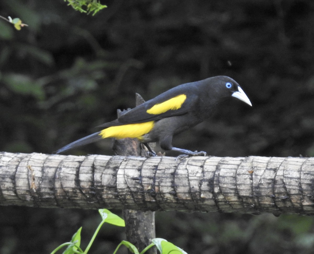 Yellow-rumped Cacique - ML613526785