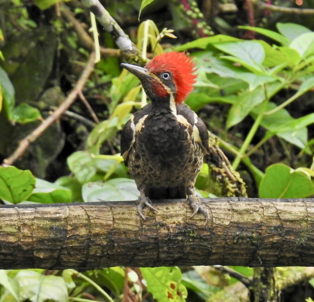 Lineated Woodpecker - Barb eastman