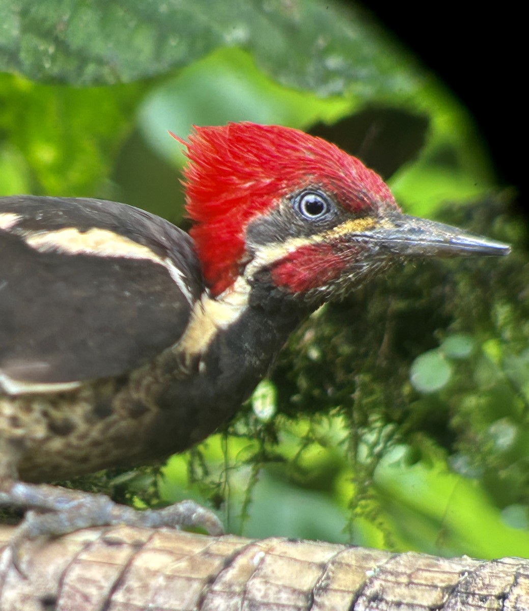 Lineated Woodpecker - Barb eastman