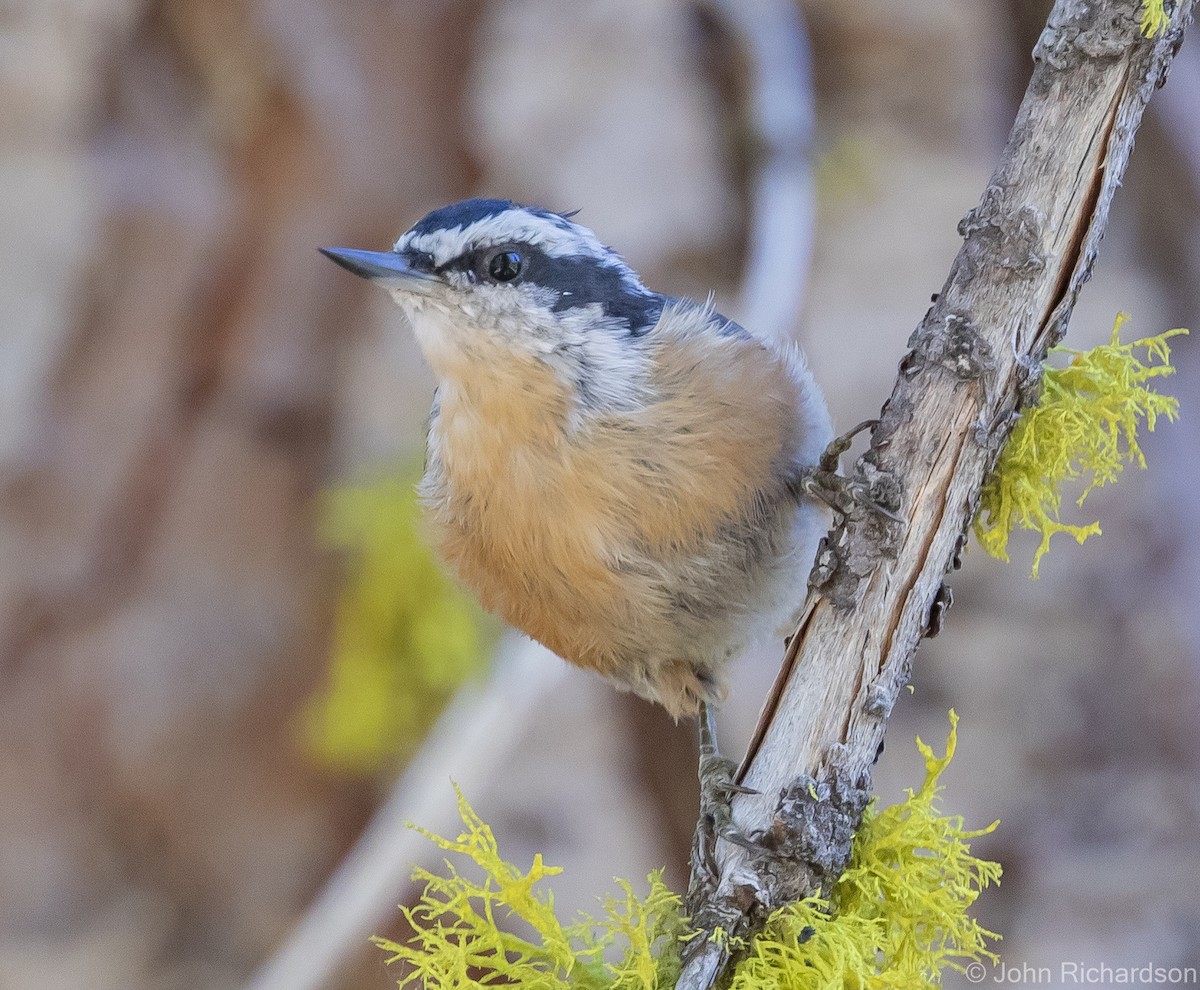 Red-breasted Nuthatch - ML613527130