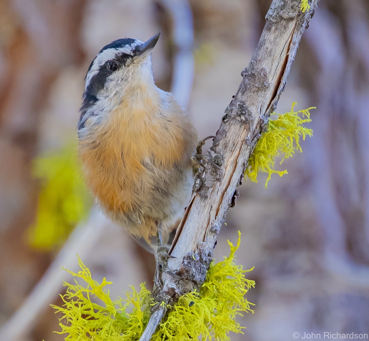 Red-breasted Nuthatch - ML613527131
