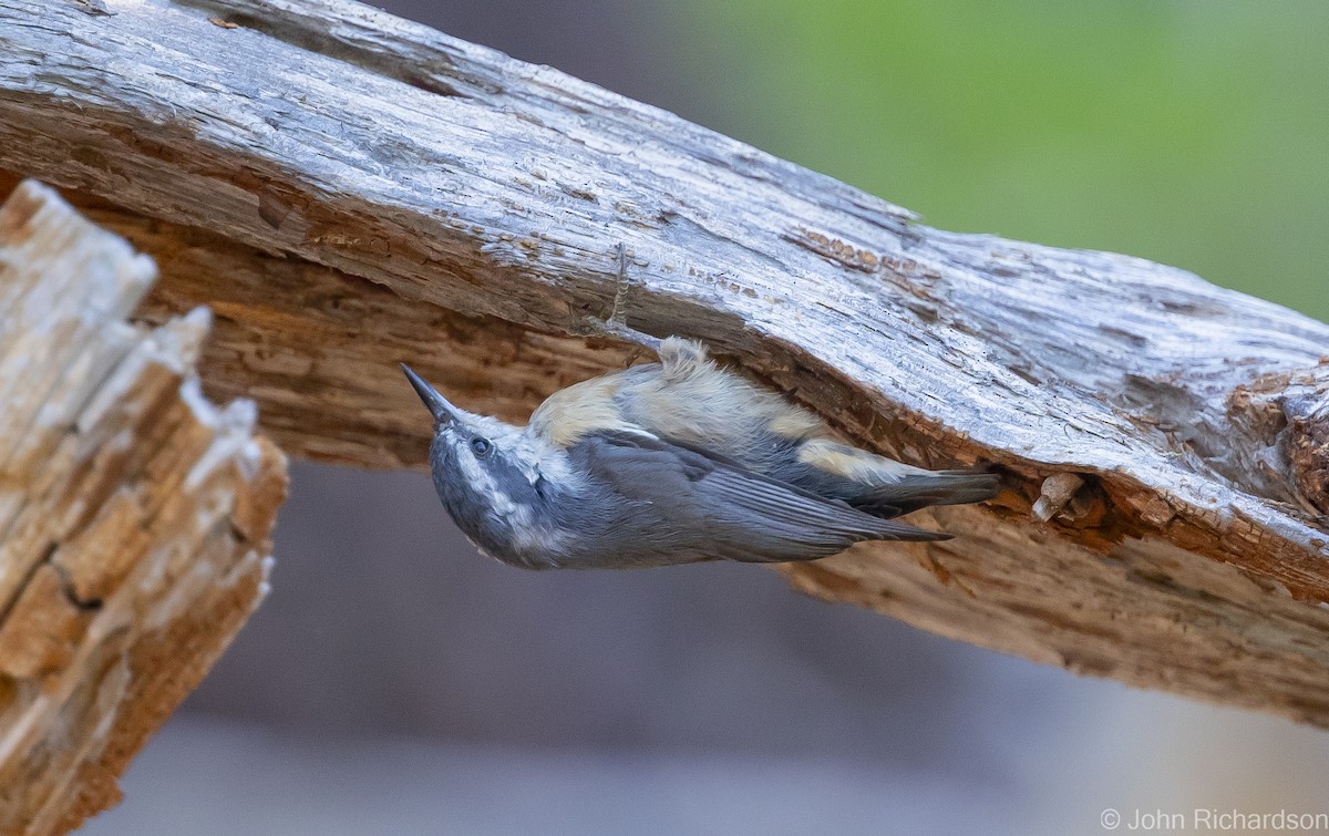 Red-breasted Nuthatch - ML613527132