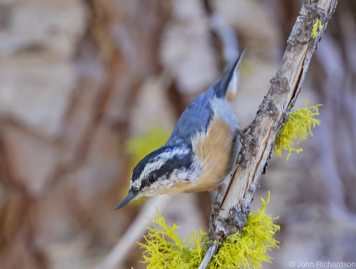 Red-breasted Nuthatch - ML613527133