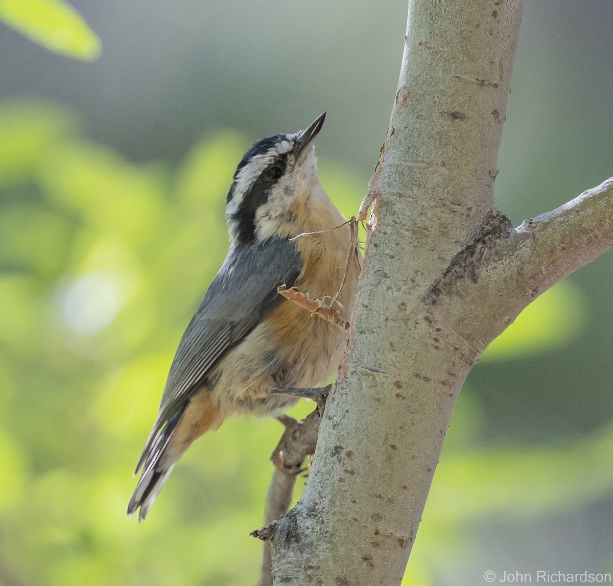Red-breasted Nuthatch - ML613527134
