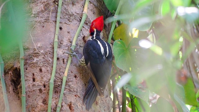 Pale-billed Woodpecker - ML613527237